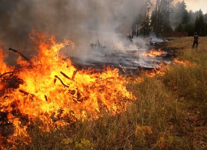 «Жаркое лето»: в течение суток спасатели потушили 11 пожаров в экосистемах