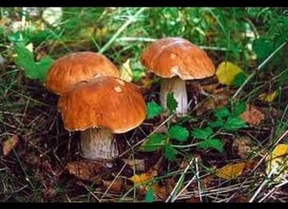 Туристы на байдарках отравились собранными в лесу грибами