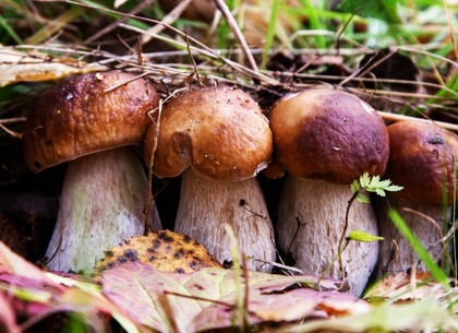 Здоровью отравившихся грибами туристов ничего не угрожает