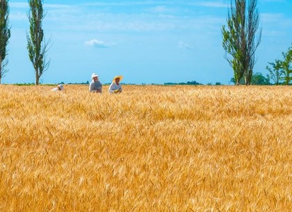 Сельхозпроизводство в Украине выросло на 36,4%