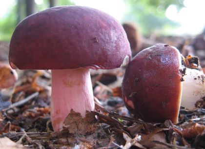 Как избежать отравлений в грибной сезон, если опасны даже сыроежки