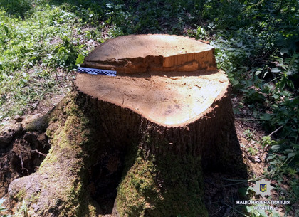 Незаконно срубленные «дрова на зиму» могут не пригодиться три года