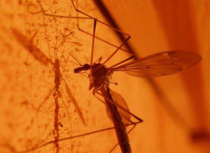 В Харькове - новый случай малярии