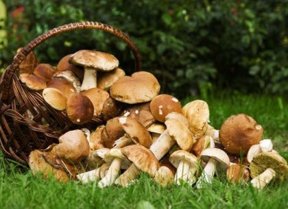 Отравление грибами: как обойтись без жертв на «тихой охоте»