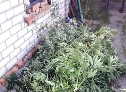 Житель Журавлевки выращивал «травку» у дома (ФОТО)