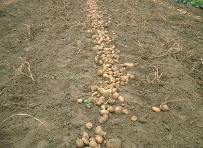 Фермеров Харьковщины тревожит, что спекшаяся уже в земле картошка существенно увеличит потери урожая