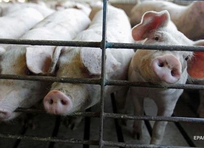 Регионы Харьковщины продолжают бороться с вирусом американской чумы свиней
