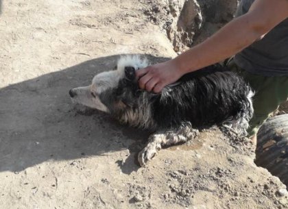 Любители животных спасли обреченную на гибель собаку