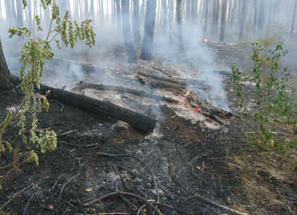 Под Харьковом боролись с масштабным лесным пожаром (ФОТО)