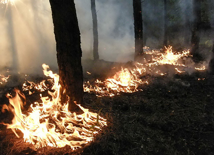 Под Харьковом - масштабный пожар в лесу