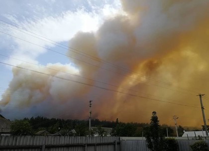 Подозревают поджог: полиция расследует лесной пожар в Красноградском районе