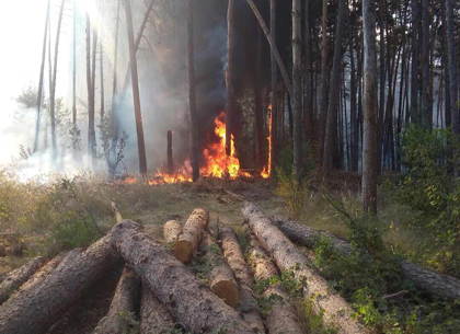 Под Харьковом - волна лесных пожаров