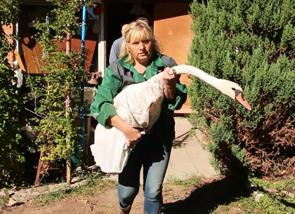 В Харьковском зоопарке выхаживают раненого лебедя (ФОТО)