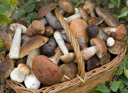 Смертельная жатва грибов - как избежать отравления