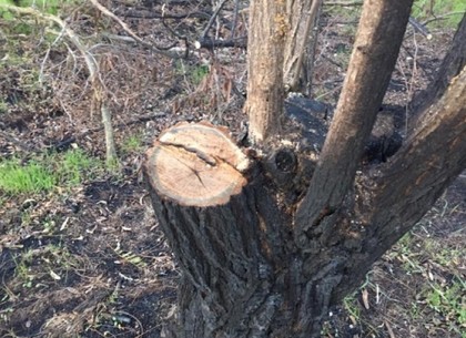 Черные дровосеки, уничтожавшие деревья в лесополосе, предстанут перед судом