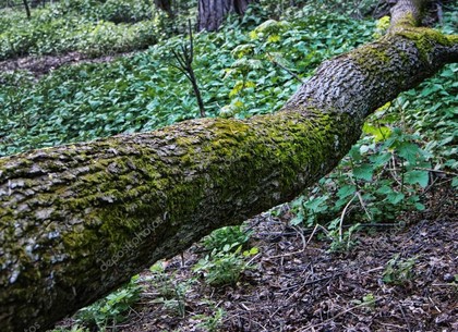 Грибника убило упавшим деревом под Харьковом