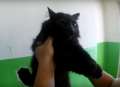На Салтовке спасли кота-любителя вентиляции, застрявшего в стене (ФОТО, ВИДЕО)