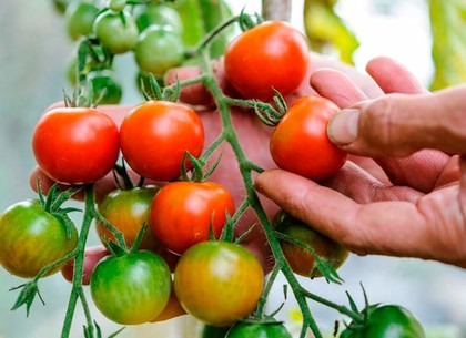 В Харькове помидор местного производства  стоит в почти на четверть дешевле, чем в конце октября 2017 года
