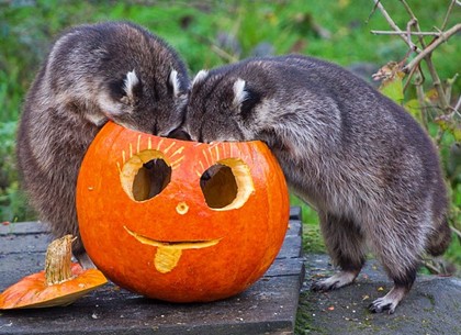 Halloween – кельтский праздник в харьковском зоопарке (ВИДЕО)