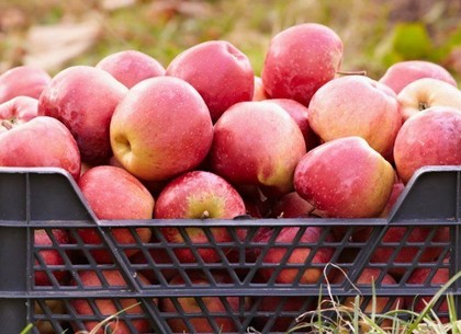 На оптовых рынках яблоки подешевели до 70%