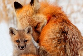 В Харьковском зоопарке отпраздновали «День лисы» (ФОТО, ВИДЕО)