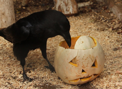 Как животные харьковского зоопарка радовались Хэллоуину (ВИДЕО, ФОТО)