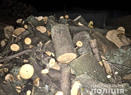 Семь черных дровосеков нарубили деревьев на три года тюрьмы (ФОТО)