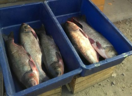 На рынках Харьковщины разоблачили рыбу без документов