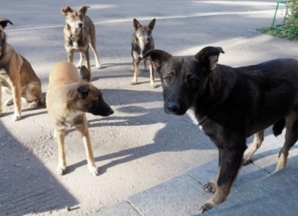 Харьковчан привлекают к административной ответственности за разведение бродячих собак
