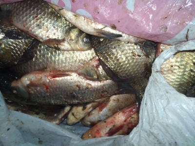 Более центнера рыбы и три лодки задержал Харьковский рыбоохранный патруль