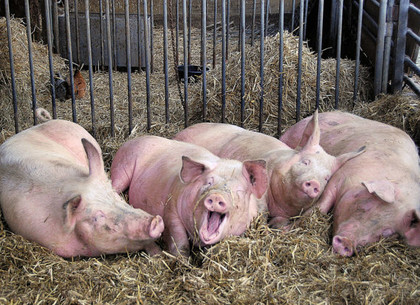 Из-за туристов, птиц и грызунов поголовье свиней в Харьковской области сократилось почти на 38%