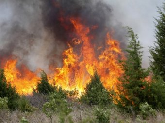 На Харьковщине количество лесных пожаров уменьшилось по сравнению с прошлым годом  в 2 раза, а площадь пожаров в 2,5 раза