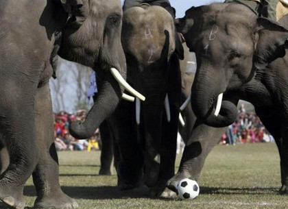 Футбольные тренировки слонов в Харьковском зоопарке (ВИДЕО)