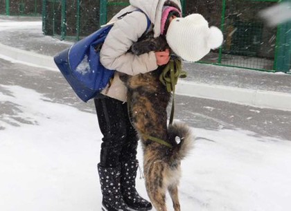 Харьковчане забрали больше 500 бездомных животных