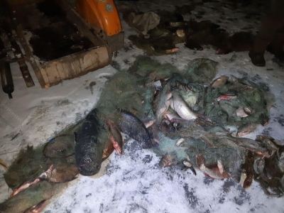При норме 3 кг рыбы «на нос» за рыбалку на спиннинг браконьер «взял» пять пудов  на сетку – комментарии начальника рыбоохраны (ФОТО)