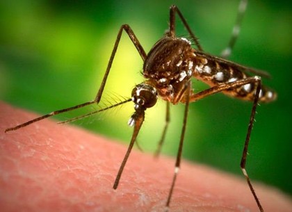 В Харькове обнаружили малярию у студента из Нигерии