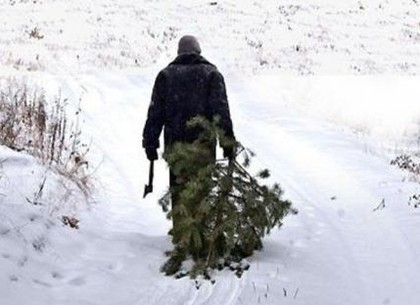 Харьковские лесники отлавливают «чёрных лесорубов»