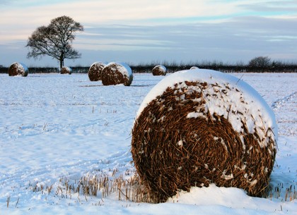 Обильные снегопады заботливо укрыли от мороза 566 тыс.  гектаров озимых на Харьковщине - статистика