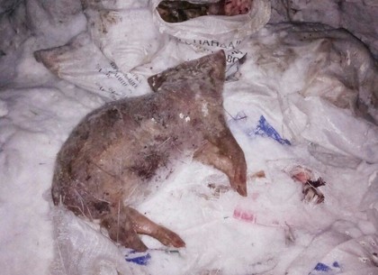 Дело о мертвых свиньях: копы начинают расследование (ФОТО, ВИДЕО)