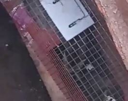 В Харькове спасли замурованного в подземелье кота (видео)