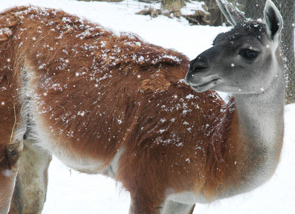 Как животные Харьковского зоопарка проводят зиму (ФОТО)