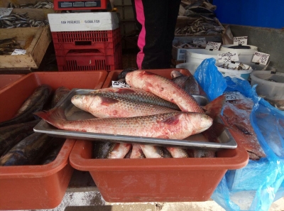 Рыбоохранный патруль «наловил» 1,5 центнера рыбы без документов на продажу
