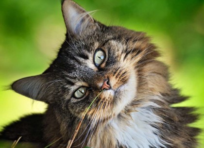 День кошек и комплиментов: события 1 марта