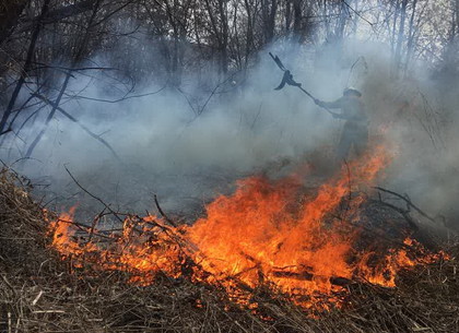 На Немышле подожгли камыш: сгорел сарай (ФОТО)