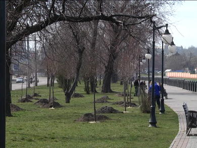 В Харькове стартовал весенний этап озеленения города