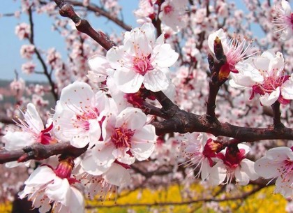 Синоптики спрогнозировали, когда в Харьковской области зацветет абрикос