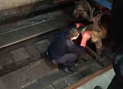 ЧП  в метро: мужчина упал на рельсы под состав (ФОТО)