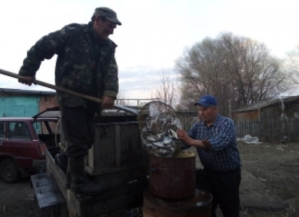 Водоемы в пригородах Харькова продолжают зарыбливать мальками ценных пород (ФОТО)