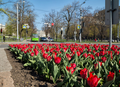 В Харькове расцвели тысячи красных тюльпанов