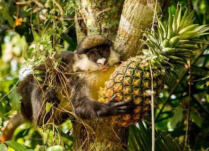 Харьковский зоопарк не будет покупать «золотые мандарины и ананасы» для животных